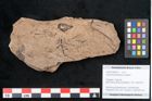 Foto (Objekt + Etikett) von Araucaria sternbergii Goeppert (NHMW-GEO-2024-0188-8277)